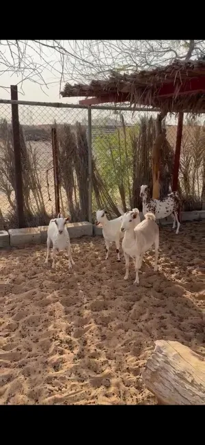 للبيع حلال صلالي معرف مداني