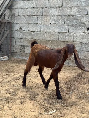 بسم الله ماشاء الله جدي قبرصي ربي يبارك قبرصي اصلي ابيك وعين بيضه ربي يبارك سلالة لاقوه الا بالله كت
