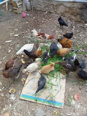 جاج بلدي مخلط للبيع