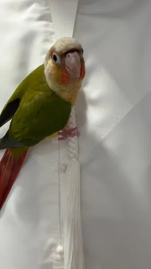 باين ابل كنيور