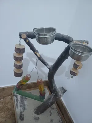 قاعده لطيور
