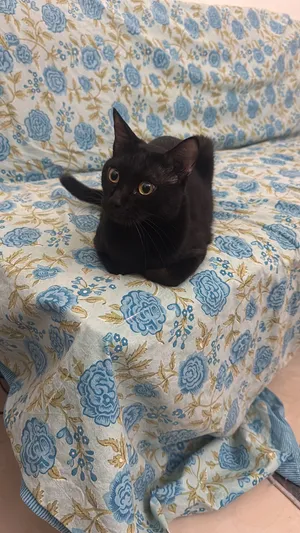 Free adoption for male cat