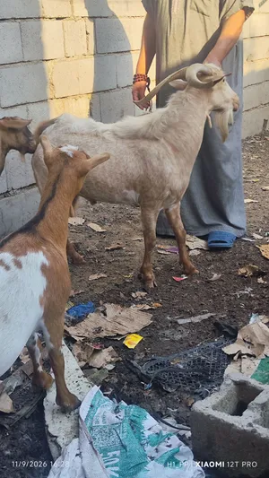 3فحله مال بيت