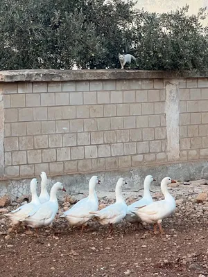وز للبيع السلط