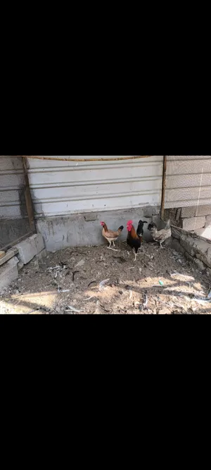 متاح ديج ودجاجتين