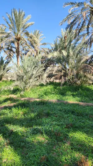 Farm Land for Sale in Al Batinah Al Khaboura