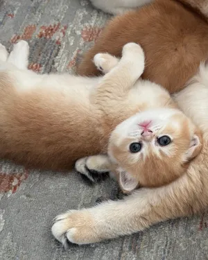 Female Ny12 golden British shorthair