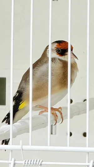 حسون طفرة فاسياتو