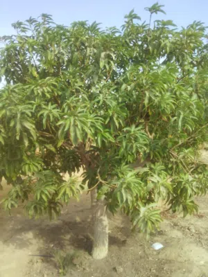 3 Bedrooms Farms for Sale in Suez Other