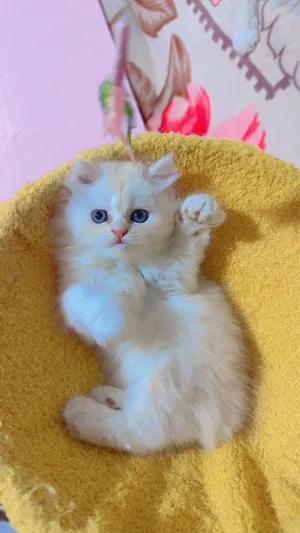 Pure Turkish angora