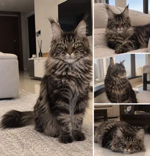 Maine coon cat/ “قط مينكون العملاق التنين