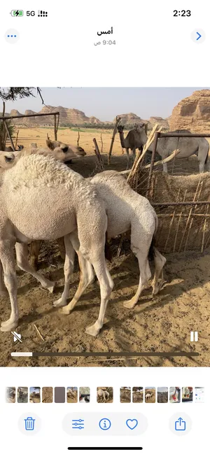 حشوعلى الحليب للبيع