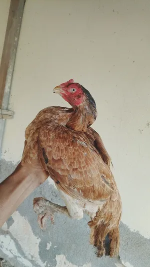 للبيع دجاجه منتجه  وطير اموره طيبه او للبدل اقرا الوصف