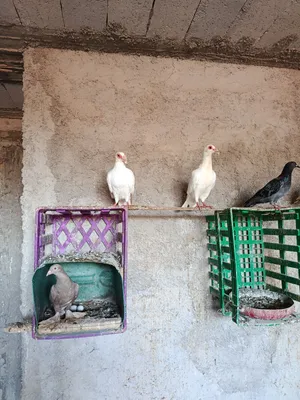 جوز حمام بغدادي ابيض