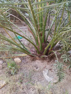 نخله برحيه للبيع الجزيره