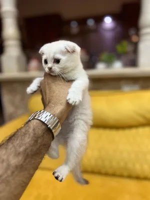 قطط سكوتش فولد و ستريت