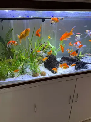 Koi and gold fish