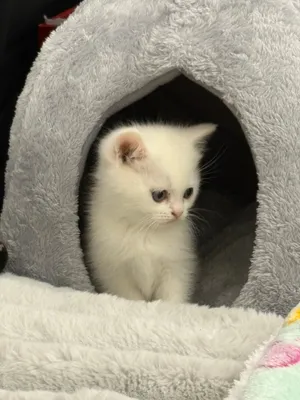 Mix Scottish fold with munchkin (Short Leg)
