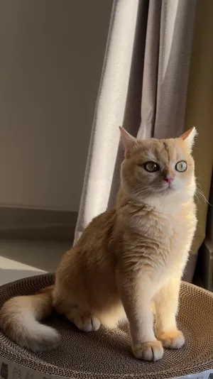 British Shorthair Pure