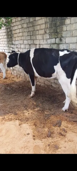 بقره للبيع حايل وتحلب