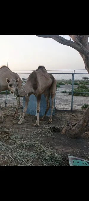 بكره يذعه -ابوها نجد النصيري