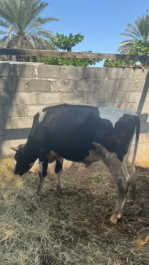 ثور هولندي عمره سنتين