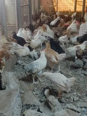 دجاج عماني اللي له رغبه الكميه محدوده دفعه جديده 100 حبه فقط الحق ما تلحق