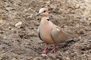 حمام عفاد بري
