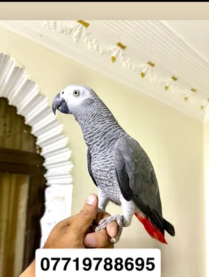 ببغاء كاسكو ثلجي عملاق اليف ومتكلم فول اكثر من50 كلمة