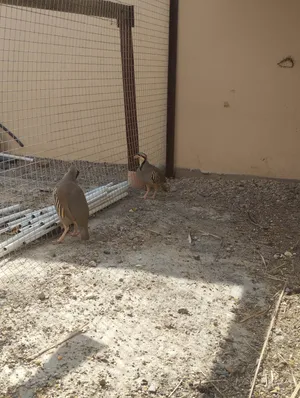 طائر الحجل ذكر وانثاء