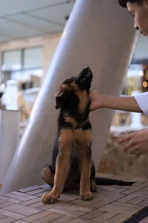 GERMAN SHEPHERD WORK LINE PUPPIES AVAILABLE! Looking for a loyal, intelligent, and strong German