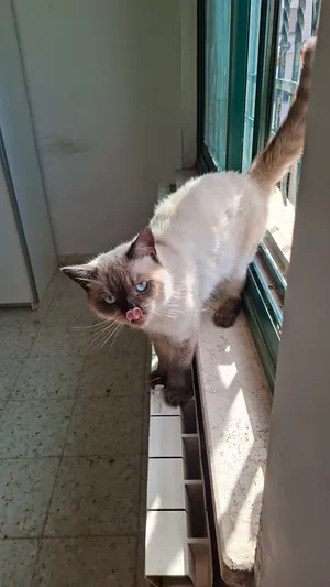 قط سيامي اليف عمر سنة ونصف
