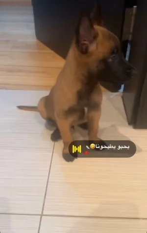 كلب مالينوا للبيع 1