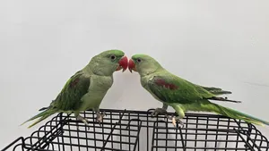 نيبالي اليف