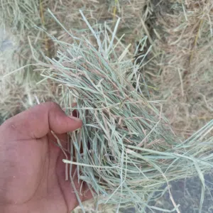 يتوفر برايد حشيش
