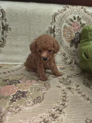 toy poodle