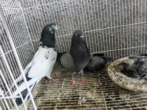 للبيع حمام بكستاني