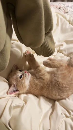 Beige male 3 month old kitten