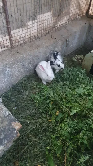 للبيع زوج أرانب فرنسي