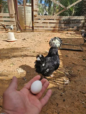 دجاج بانكس