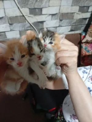 قطط للبيع نوع بلدي