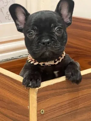 Bulldog havanais