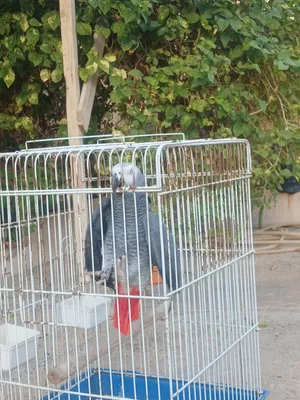 ببغاء زنجيباري