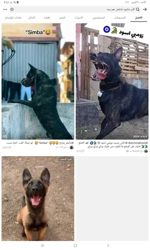 محتاج كلب جرمن رويال بلاك في حدود 2500 كلمني ضروري لو متاح