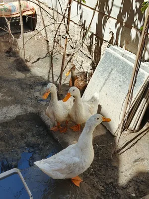 بط للبيع عمر 6 أشهر سعر 60ألف