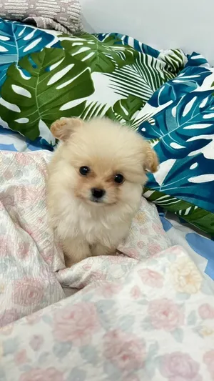 teacup pomeranian puppy yorkie silver toy mini maltipoo havapoo maltese toy pooodle bullies  havanes