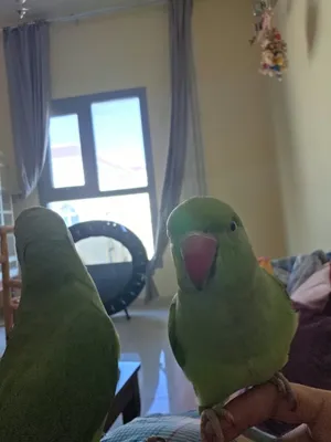 5-MONTH-OLD INDIAN RINGNECK – THE PERFECT AGE TO START TALKING! - 400 AED Each .