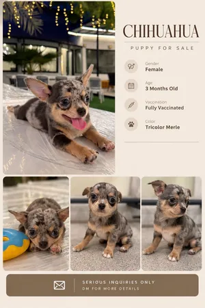 Chihuahua Puppy
