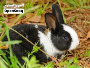 أرنب هولندي