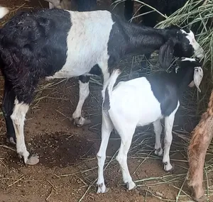 شاه بنت سنتين  ونص مع توم صخلات